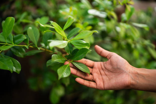 Best Fruit Tree Pruning  in Oronoco, MN