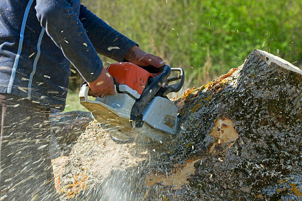 Best Stump Grinding and Removal  in Oronoco, MN